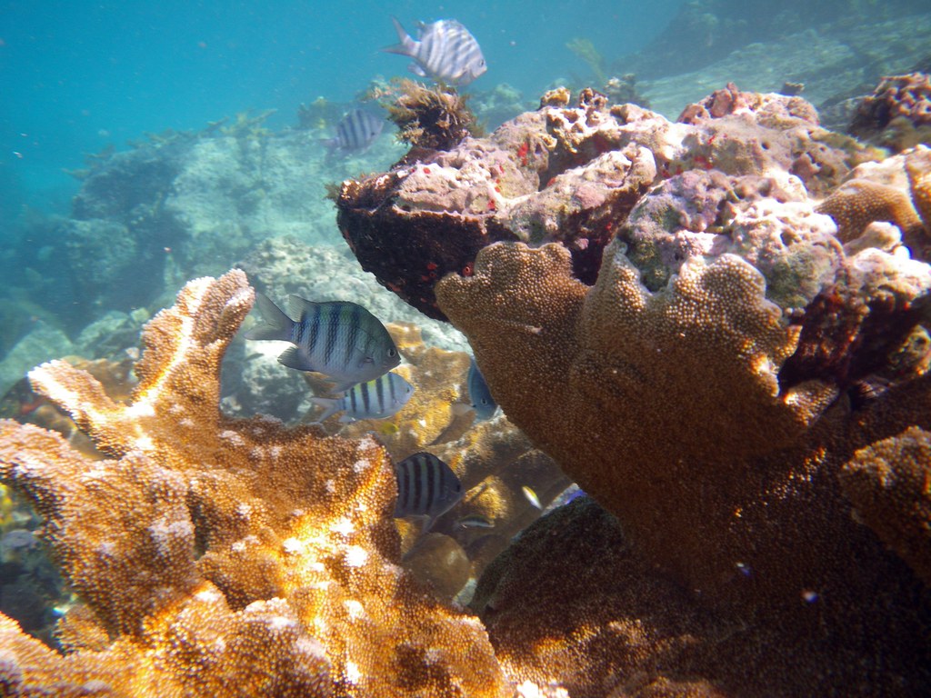 snorkeling trunk bay coral reef underwater park trail