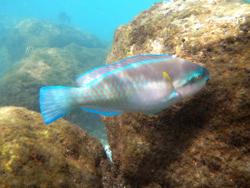 snorkeling in peanut island