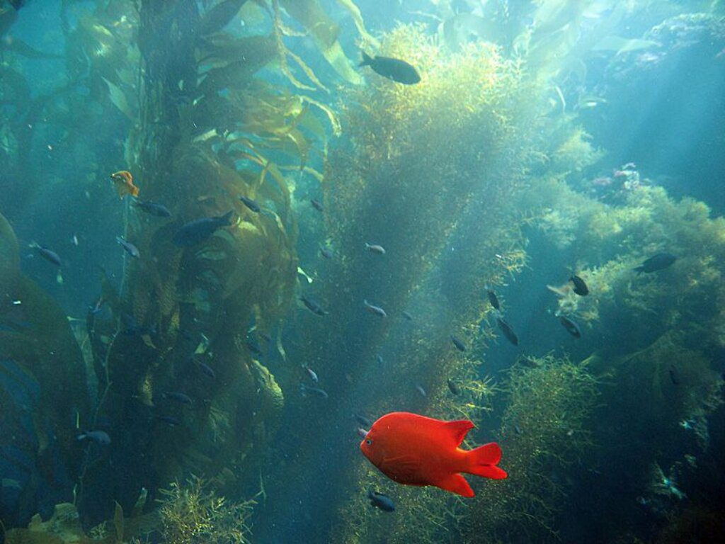 snorkeling in catalina island casino point dive park