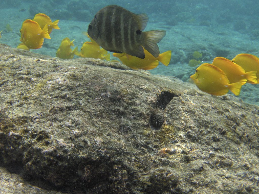 snorkeling kealakekua bay