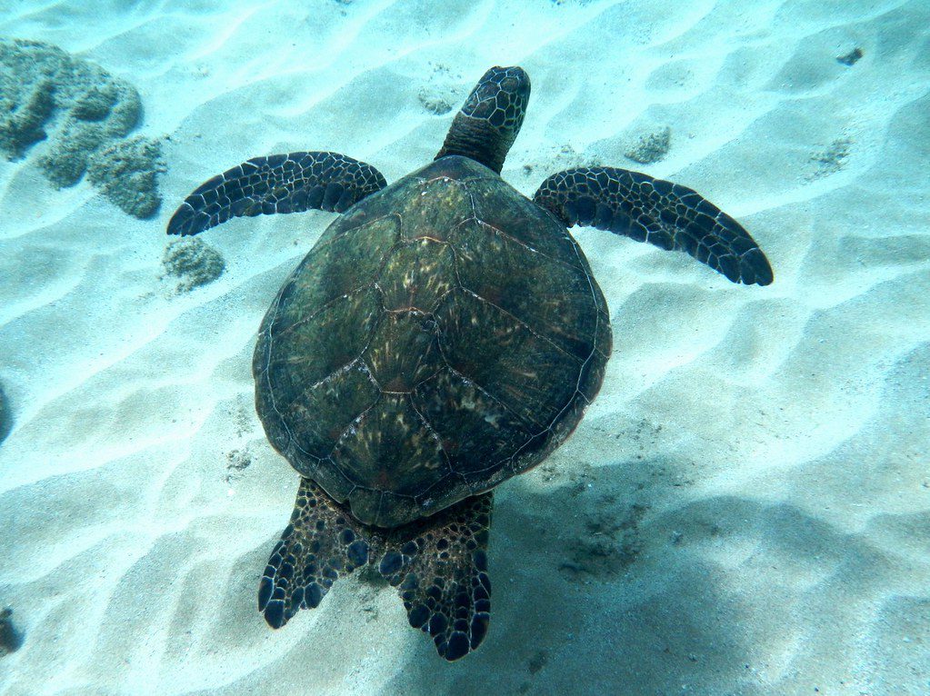 snorkeling in napili bay turtle