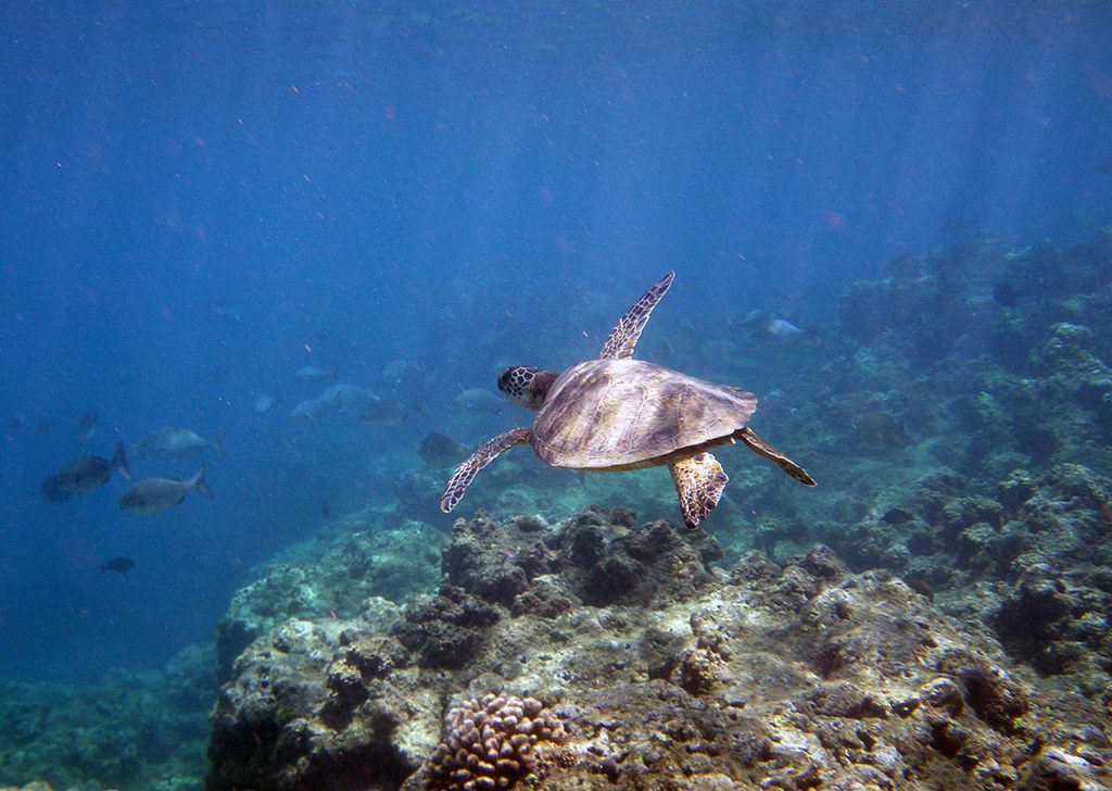 snorkeling in anini beach turtle